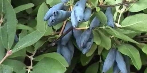 Orlovi nokti plavo vreteno